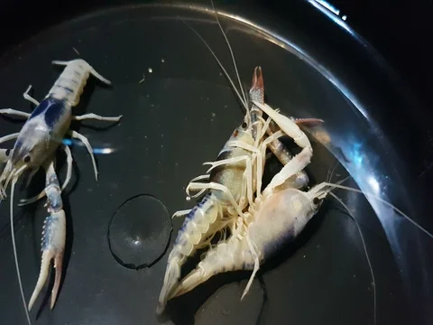 procambarus clarkii ghost