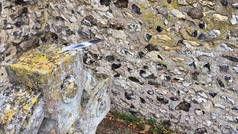 Ghost moves feather off grave Stock Footage 81300471