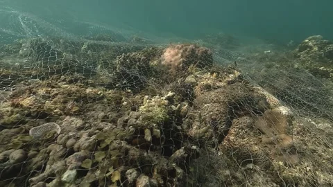 A ghost net spreads across a vibrant coral field, suffocating marine life Stock Footage 314138122