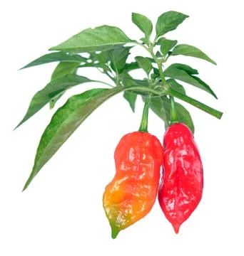 Ghost pepper isolate on white Stock Photos
