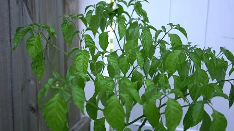 Ghost Pepper rehydration Stock Footage 247508735