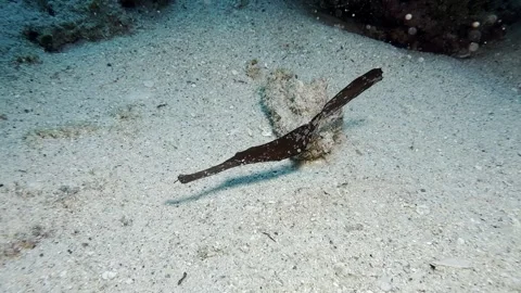 Ghost Pipefish Above a Sandy Seabed in Mauritius Video stock 347833626
