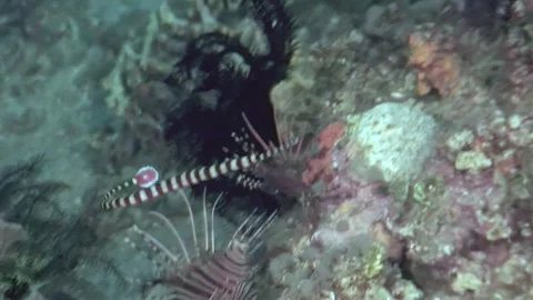 Ghost pipefish and Lionfish hiding in the Reefs of the Philippines Stock Footage 337496345