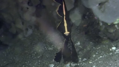 Ghost pipefish dances in Anilao, Philippines twilight Stock Footage 319078205