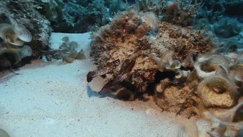 A ghost pipefish drifts among corals in the waters of Mauritius, blending with Stock Footage 315624729