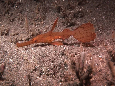 Ghost Pipefish Stock Footage 98498711