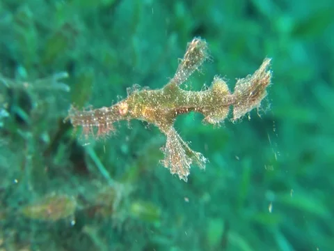 Ghost Pipefish Stock Footage 98498713