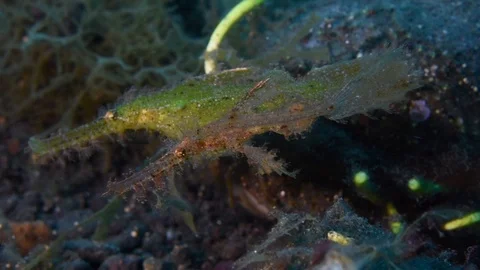 Ghost Pipefish Pair Stock Footage 91418672