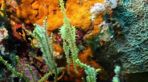 Ghost pipefish unique tropical fish Stock Footage 10758836