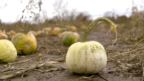 Ghost Pumpkin sitting in a field amongst other pumpkins Stock Footage 142259196