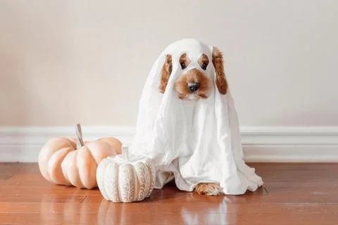Ghost Puppy Foto stock