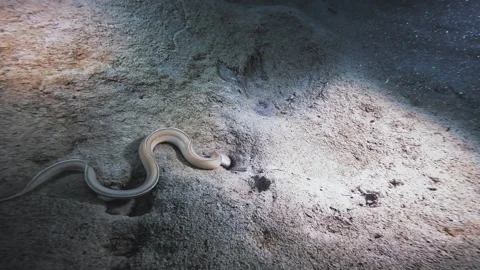 Ghost Ribbon Eel Stock Footage 331667901