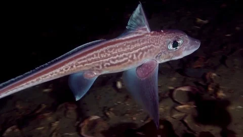 Ghost Shark / Chimaera Monstrosa Video stock 82504131