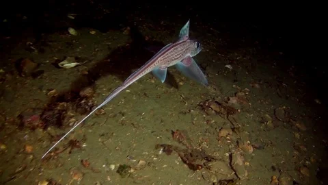 Ghost Shark / Chimaera Monstrosa Video stock 82504395