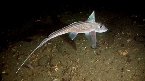 Ghost Shark / Chimaera Monstrosa Video stock 82504971