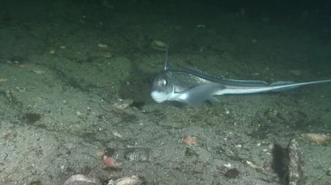 Ghost shark - Chimaera monstrosa (part1) Stock Footage 355142
