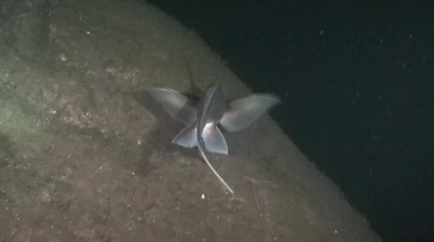 Ghost shark - Chimaera monstrosa (part2) Stock Footage 355137