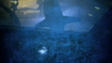 Ghost of Shark Stock Footage 788181