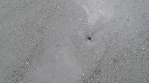 Ghost shrimp under ocean waves at the ocean beach Stock Footage 91200170