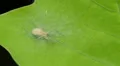 Ghost Spider (family Anyphaenidae) 1 HD Footage