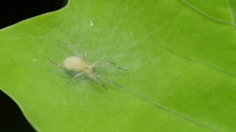 Ghost Spider (family Anyphaenidae) 1 | Stock Video | Pond5