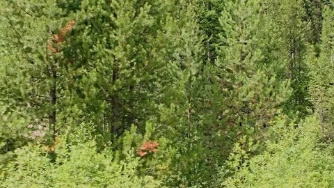 Ghost town gold mine Oregon Old abandoned wooden mining shack exterior Stock Footage 81697656