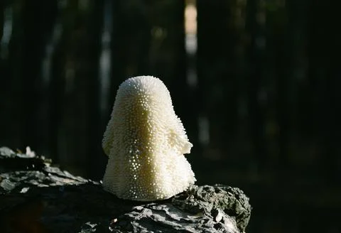 The ghost toy stands with its back against the background of a dark forest Stock-Fotos