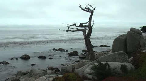 Ghost Tree Carmel 2 動画素材 11299233