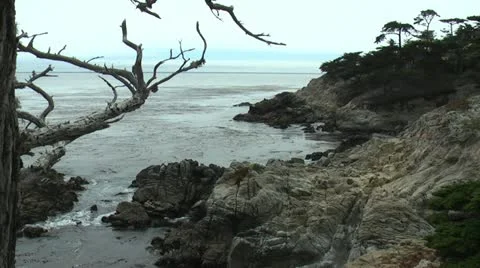 Ghost Tree Carmel Video stock 11299267