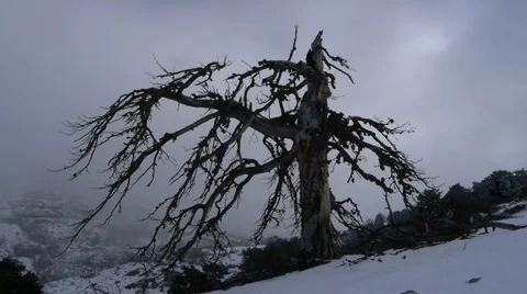 Ghost tree Stock Footage 35666970