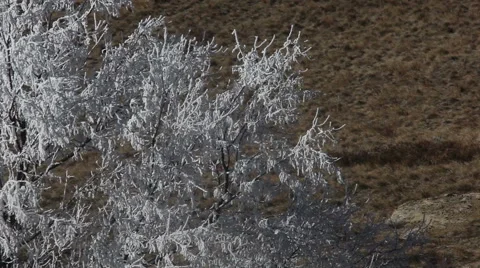 Ghost Tree Stock Footage 54760546