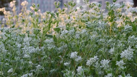 Ghost weed Stock Footage 83293962