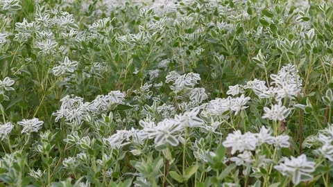 Ghost weed Stock Footage 83293973