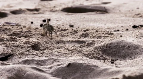 Ghostcrab crawling out of its cave on La Digue Island // Seychelles HQ Stock Footage 40341498