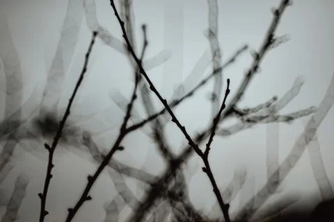 Ghostly bare branches stretching into thick fog during a moody winter day Stock Photos