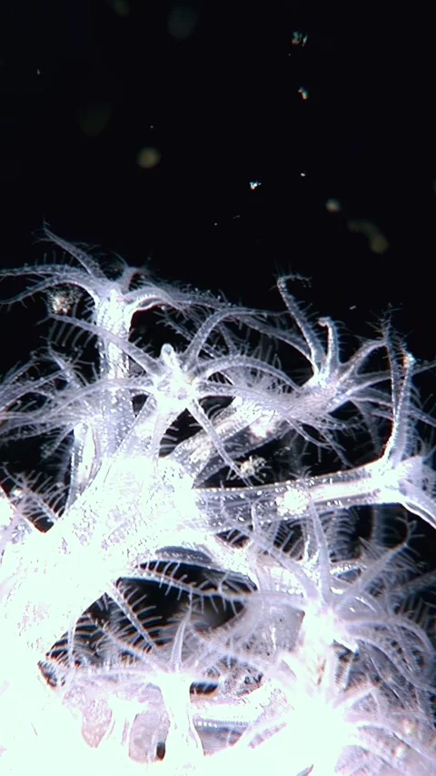 Ghostly Blooms Dance in the Deep Ocean at Night Video stock 327299680