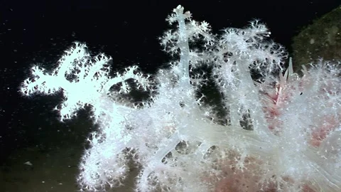 Ghostly Blooms Swaying Gracefully in the Ocean Depth Stock Footage 340593911