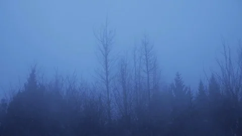 Ghostly dead trees in the wind Stock Footage 71408844