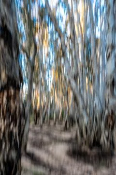 Ghostly effect in Western Australia bush and forest impressionist image for.. Stock Illustration
