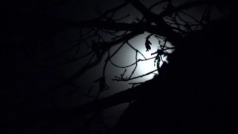 Ghostly forest with full Moon rising closer view Stock Footage 75016212