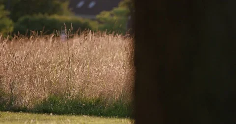 Ghostly Image Walking across tall grassy field Stock Footage 77148748