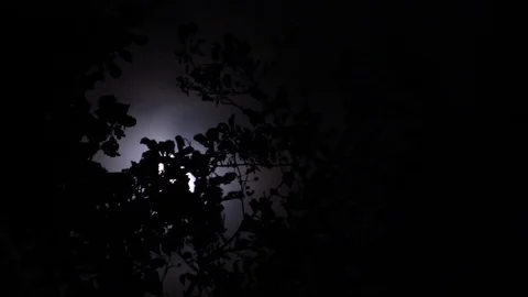 Ghostly moon and brisk breeze in leaves Stock Footage 75016323