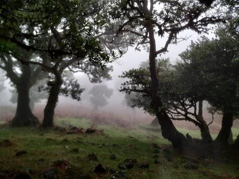 Ghostly picture of trees Stock Photos