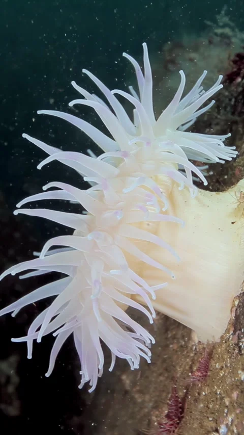 Ghostly Sea Anemone Dances in the Deep Pacific Ocean Waters Stock Footage 340483007