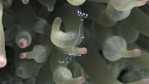 Ghostly shrimp dance within anemone garden, Red Sea wonder Stock Footage 317278551