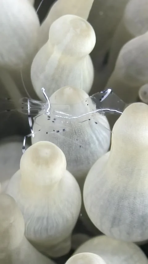 Ghostly shrimp dances among bubble-tip anemones in the Red Sea Stock-Footage 319537108