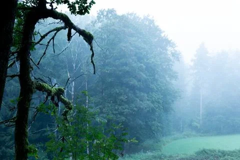 Ghostly stillness 스톡 사진