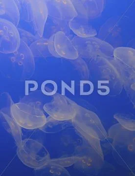 The ghostly translucent moon jelly fish at monterey bay aqarium. Stock Photos