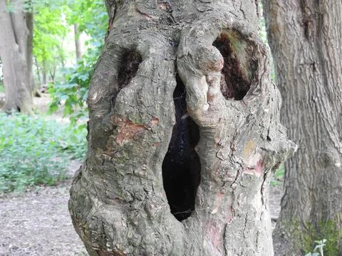 Ghostly tree face Stock Photos