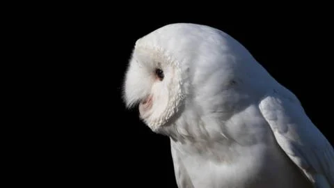 Ghostly White Barn Owl Looking Sideways in Dark Stock Photos